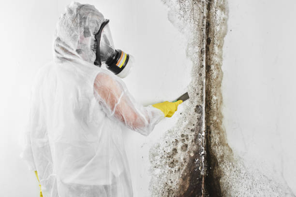 Best Mold Removal and Inspection  in USA